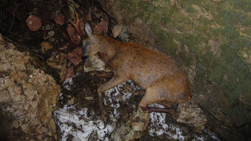 capriolo maschio...purtroppo morto